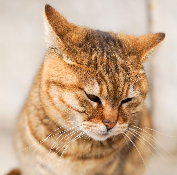 Understanding the Feline Language A Comprehensive Guide to