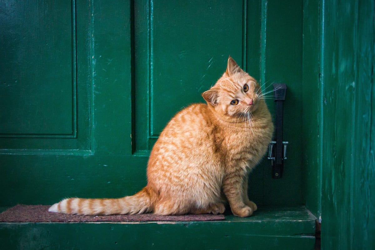 Understanding Feline Behavior The Complete Guide to Cats and Scent Marking